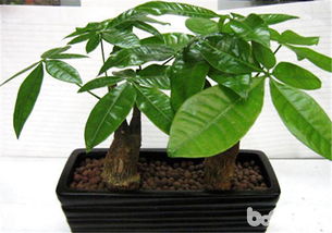 发财树：八方来财与人脉之旺