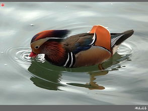 鸳鸯戏水所指的生肖动物是哪一个？