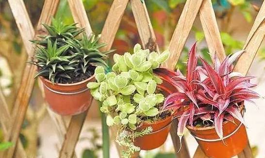 2026年养花黄历大公开！不看后悔一整年！