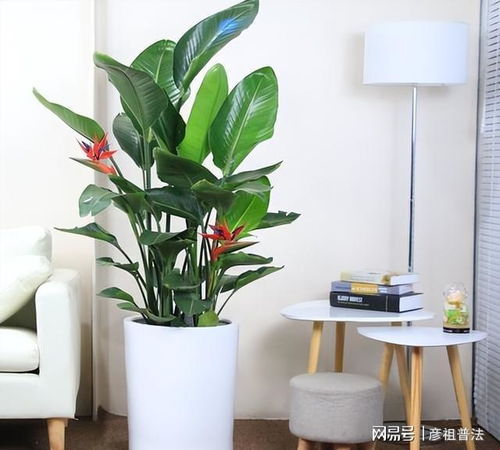 1. 富贵竹？穷鬼竹还差不多！