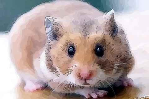 1972年属鼠的人婚姻感情如何，他们的爱情运势怎样？