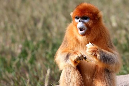 2026年属猴11月运势和财运具体如何？