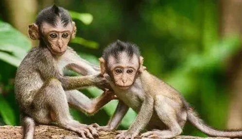 十月猴：默默付出没人疼