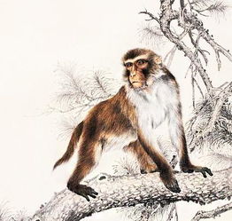 2026年属猴人的感情大崩盘！这些生肖千万别碰！