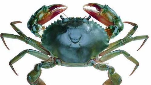 5. 属蟹（巨蟹座）者：如港湾般提供平安感