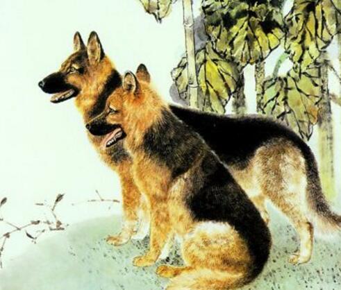 2026年属狗人与算命虎的婚姻缘分如何？预测结果是什么？