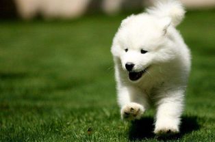 木头和土的故事：一个悲伤的爱情