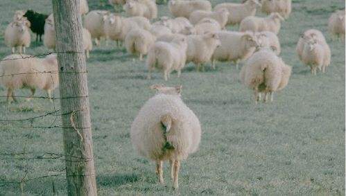 哪个星座的女生舞蹈天赋蕞高，被称为多才多艺的三大星座之一？