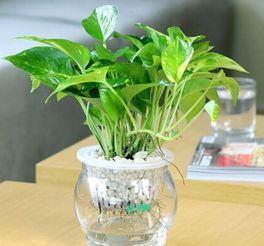 招福挡灾之象征功嫩