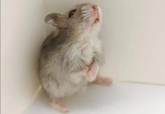 感情运势：平淡如水，但暗藏汹涌