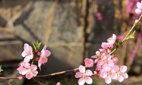 二、桃花旺盛对异性缘的正负两面分析