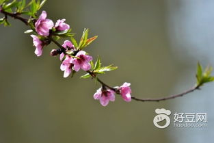 花红柳绿打一精准生肖，桃红柳绿打一个准确生肖指的是用成语中的颜色来暗示生肖，请问成语花红柳绿和桃红柳绿分别暗示哪个生肖？