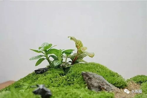 宁姓男孩缺土的起名提议