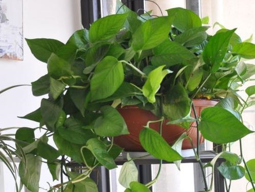 绿萝：易于养护的空间修饰利器