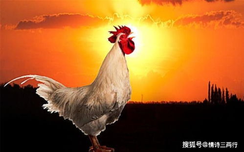一、 生理状况学视角下的夜间鸡鸣机制