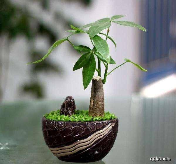 啊啊啊！这些破植物居然能改变你家运气？！太离谱了吧！