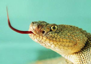 2026年属蛇的人会有哪些吉凶，最佳时间是什么时候？