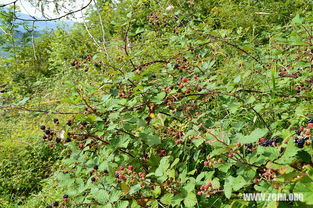 暴富预警！庄稼梦竟和钱包有关？