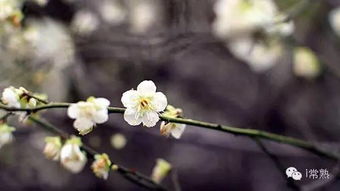 将暗香疏影打一生肖，是哪个生肖的象征？