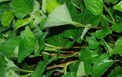 4．提升白细胞及免疫调节功能