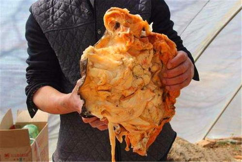 3. 生物机能与生理状态的优化反馈