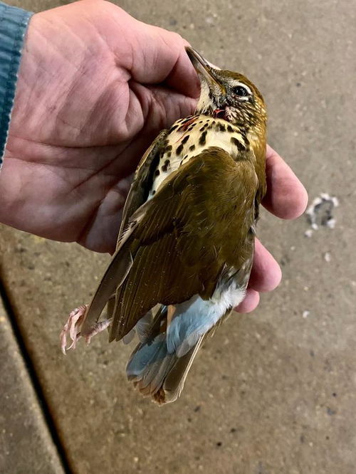 风水学中，家门口或大门口鸟儿死亡，究竟预示着什么不祥之兆？