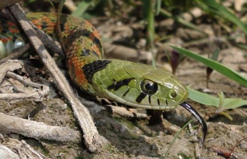 女虎男蛇八字配对可以吗？他们的婚姻或感情会怎样？