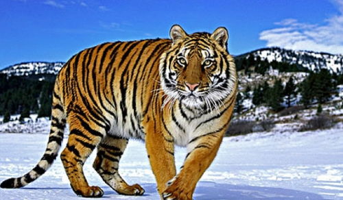 1986年属虎的人，2025年会有哪位贵人相助？