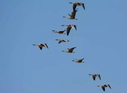 三候群鸟养羞：未雨绸缪的生存智慧