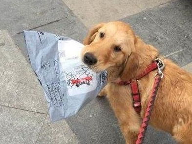 养犬管理与身体健康状况防护之要点