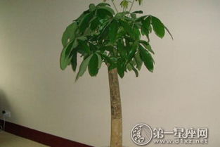 1. 发财树：步步高升与聚财的祥兆