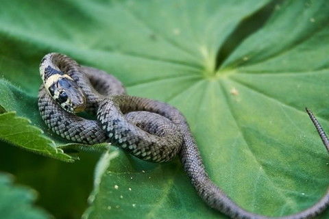 1977年属蛇男性2026年感情运势详解是什么？