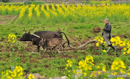 3、  粘雀子嘴：农耕文明的生态智慧