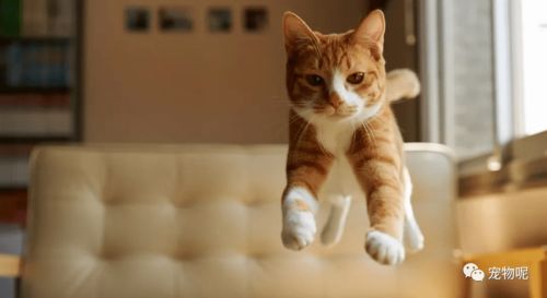 家养猫与风水之间是否存在某种联系？