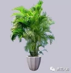 凤尾竹和散尾葵的风水作用分别是什么？