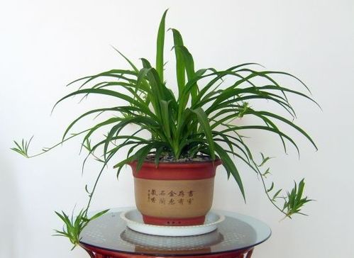 吊兰究竟是不是被认为具有风水意义的植物呢？