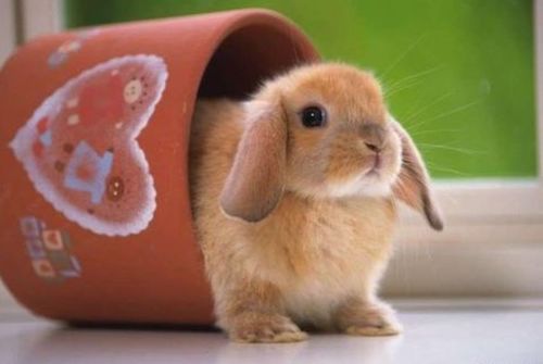 75年属兔人九月份财运如何，今日运势怎样？