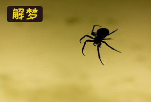 梦见巨型蜘蛛究竟预示着什么含义或象征？