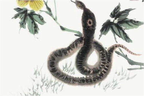 2026年属蛇的人逢九年有哪些忌讳，属蛇2026年会变得更好吗？