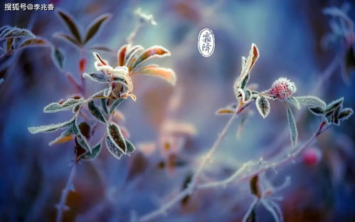 霜降是哪个生肖？霜降谚语具体含义是什么？