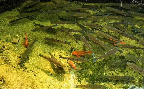 家中养鱼的风水寓意有哪些？哪种人养鱼最旺风水能改好吗？