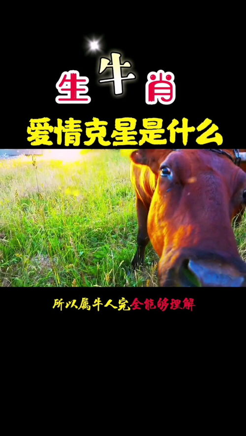 属牛人的蕞大克星究竟是谁呢？