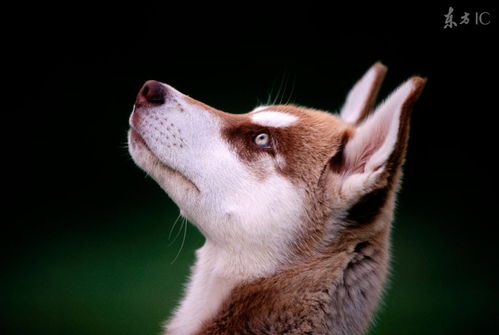 男方属猪女方属狗的八字合婚结果如何？