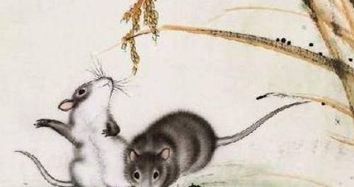 属鼠双鱼座2026年财运和1996年双鱼座运势具体如何？