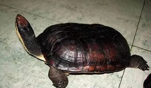 龟壳之完整性：安宅之基石