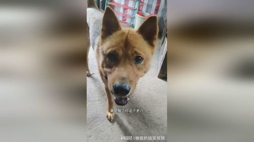 土狗没有名字的故事