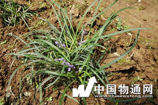 1. 肺阴欠缺型呼吸系统病症