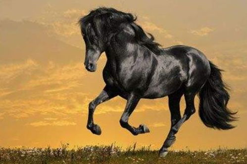 2026年属马10月和11月运势分别是什么？2025年运势如何？