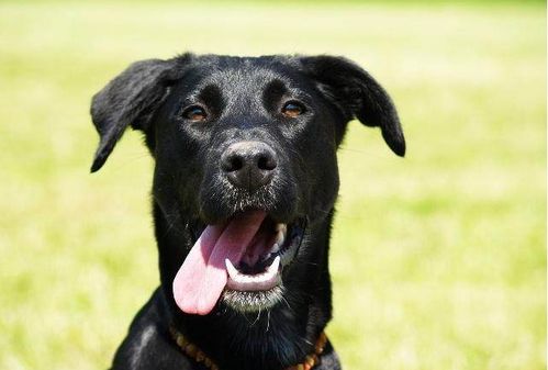 ‘将白狗招财黑狗挡灾’这句话中，‘黑狗挡灾’究竟是什么意思？