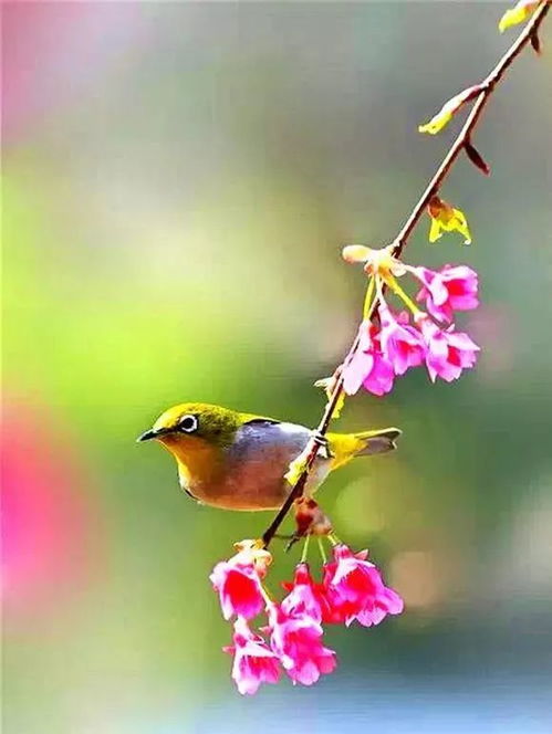 以名贵或清雅的花草、 鸟为名